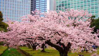 高層ビルと桜の組合せが面白い