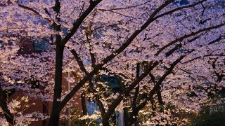 ライトアップされた桜が見事