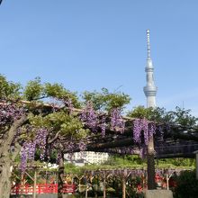 スカイツリーもくっきり見えました