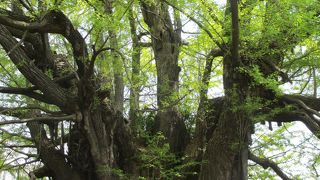 枝分かれした大木です