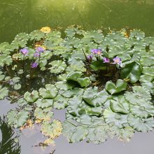 庭の池がとても良かった。