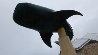 流石ジンベイザメ