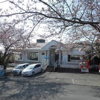 城ヶ崎海岸に向かう桜のトンネル沿いです