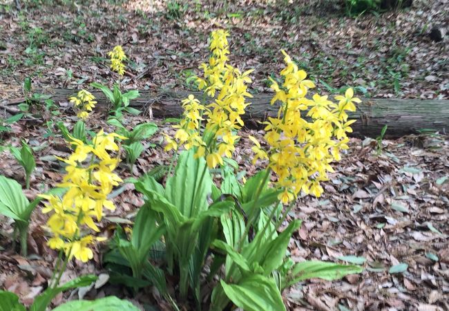 林の中で、エビネと山野草が咲いています