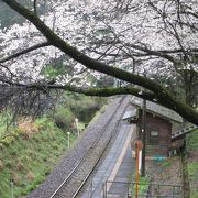 春雨に濡れた桜駅