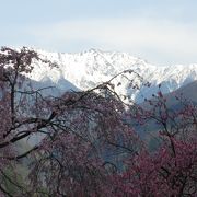 満開でした・・・桜