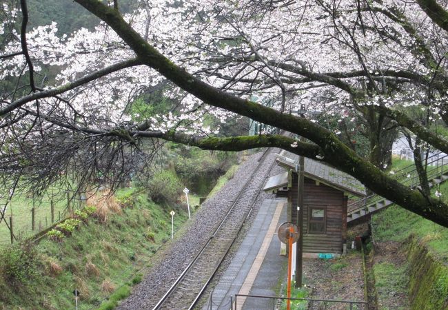 春雨に濡れた桜駅