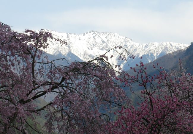 満開でした・・・桜