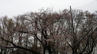 自然豊かな桜がきれいな公園