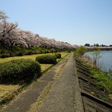 桧木内川堤の桜