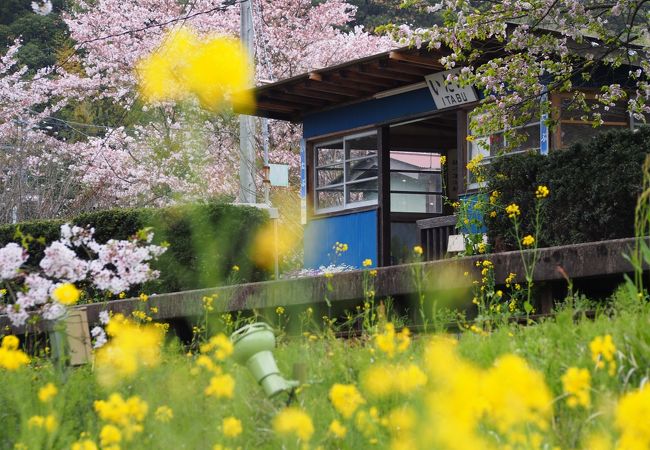 菜の花と桜が似合う駅