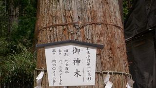 一本だけかと思ったら、あちらこちらにありました