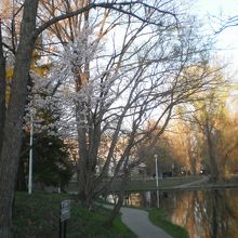 桜が咲く池