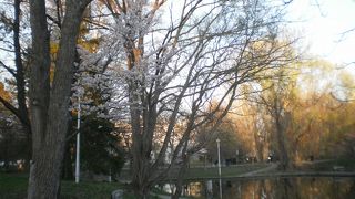今年も桜が開花
