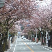 桜並木が綺麗でした。