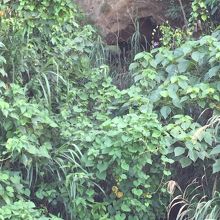 ナゲーラ壕、その?。