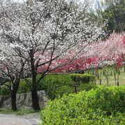 桜の季節・・・お花見を楽しめます