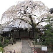 大きな”しだれ桜”！！