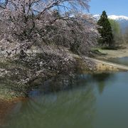 晴天・・・桜とアルプスがくっきり