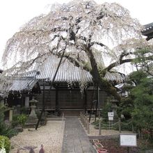 境内を覆うような桜