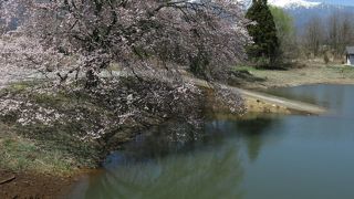 勘介堤桜