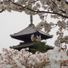 御室桜と五重塔