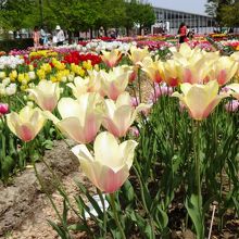 チューリップ
