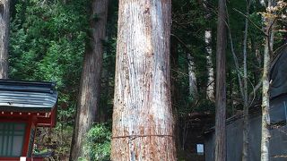 神木がたくさん