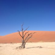 ナミブ砂漠の中の湿地？