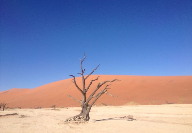 ナミブ砂漠の中の湿地？