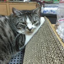 怖そうだけどとても優しい猫ちゃん