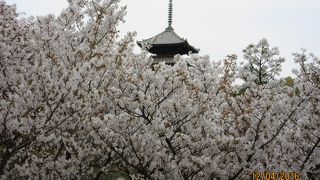 桜のじゅうたんの上を歩いている感じ