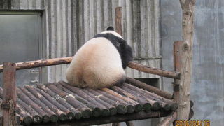 パンダに動きが見られる,大熊猫幼稚園は大変楽しかった。