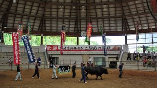 日本最古の牛突き・迫力あります！