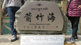 パンダの餌の竹が生えています。地下水に寄り水位の変化が少ない。