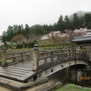 桜満開でした。