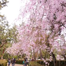 近衛邸跡の枝垂桜