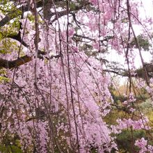 近衛邸跡の枝垂桜