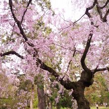 近衛邸跡の枝垂桜