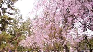 枝垂桜の名所です