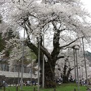 ダムの底に沈むはずだった２本の桜を湖畔に移植した奇跡の桜です。