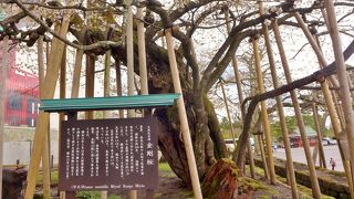 見応えがある山桜です