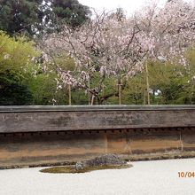 石庭と桜です