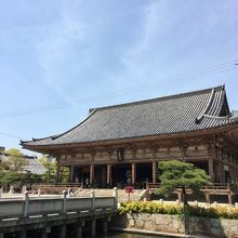 亀がたくさんいます