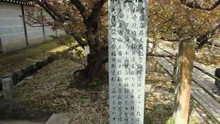 桜以外にも見どころ満載！