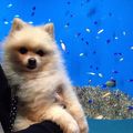 犬も一緒に行ける水族館