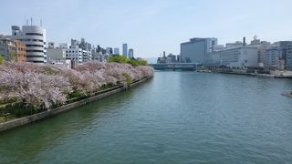 天満橋からの大川沿いの桜も素晴らしいです
