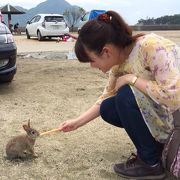大久野島 うさぎ島 クチコミ アクセス 営業時間 5ページ目 竹原 フォートラベル