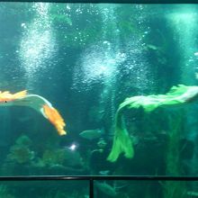 水族館のマーメイドショー
