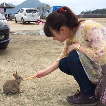 子ウサギが可愛すぎます！